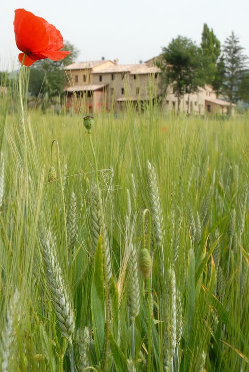 Agriturismo Verziere Villa Fermignano Buitenkant foto